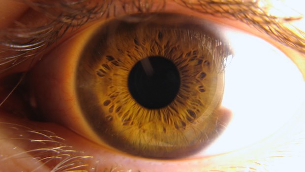 Auge grün braun