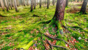 Bäume im Wald, mit Wurzlen und Moos