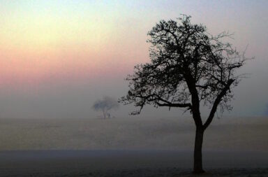 alter Baum in Morgennebel auf Wiese