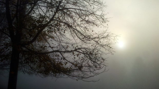 Baum im Nebel