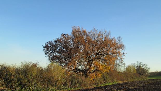 Baum und Sträucher am Feldrand