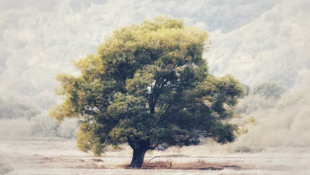 Baum auf einer Wiese mit einem Berg im Hintergrund
