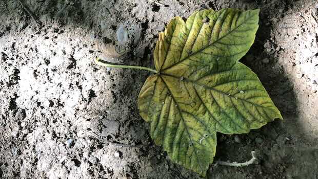 Blatt auf grauem Boden