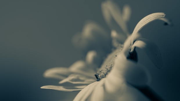 Blume grau eingefärbt