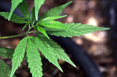Cannabis Pflanze Blatt