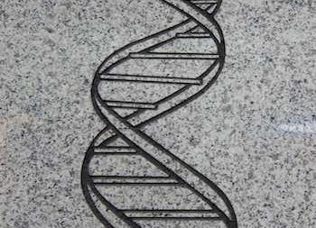 DNA-Strang auf Steinboden