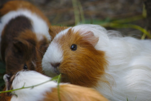 Drei gescheckte Meerschweinchen