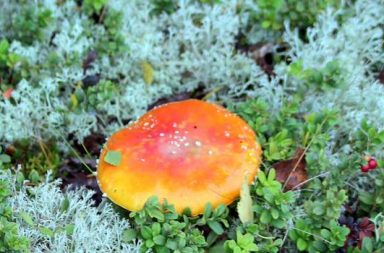 Fliegenpilz inmitten Waldbodenpflanzen