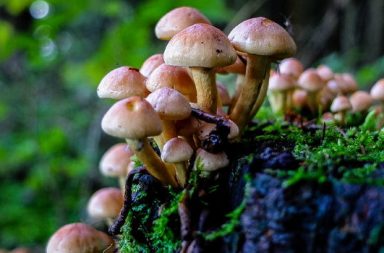 Herbstpilze