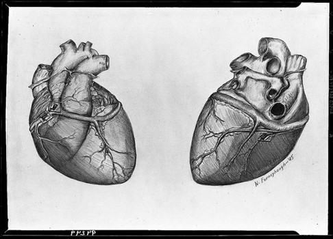 Herz-Zeichnung