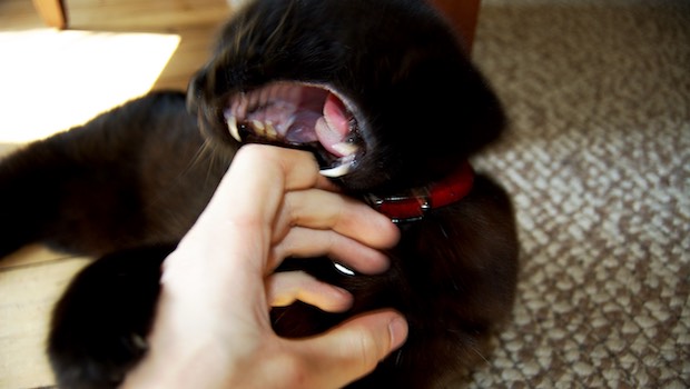 Katze beißt in Hand als Reaktion auf manipulativ ärgern