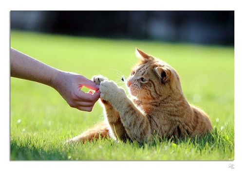 Katze, Hand und Blume