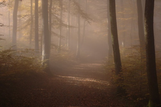 Nebel im Herbstwald