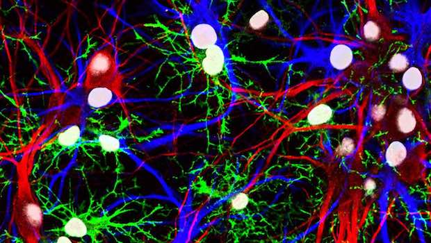 Neuronen und Glia im Gehirn. Farbliche Abbildung.