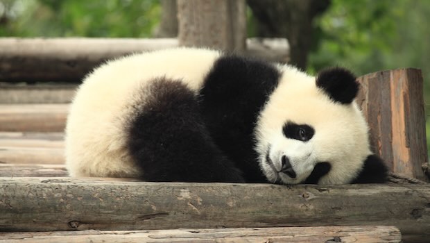 Panda auf Holzsteg