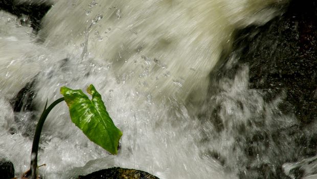 Grünpflanze im Wasserfall