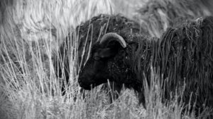 Schwarzes Schaf auf Weide