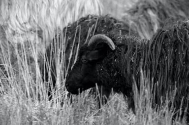 Schwarzes Schaf auf Weide