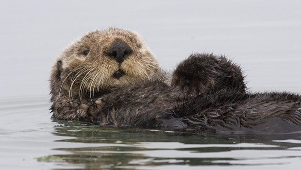 Seeotter beim Rückenschimmen