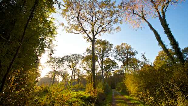 Sonne lichter Waldweg