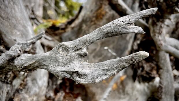 Trockener Ast im Wald