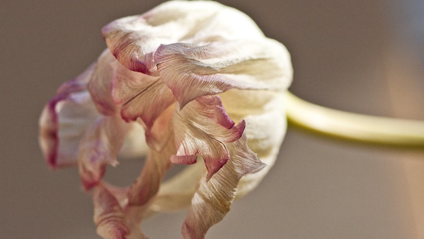 vergehende weißviolette Tulpenblüte