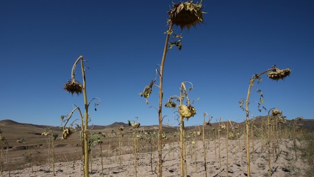 Vertrocknete Sonnenblumen auf Feld