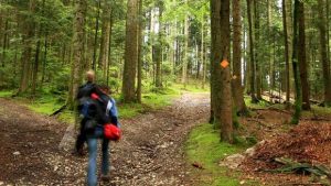 Waldspaziergang