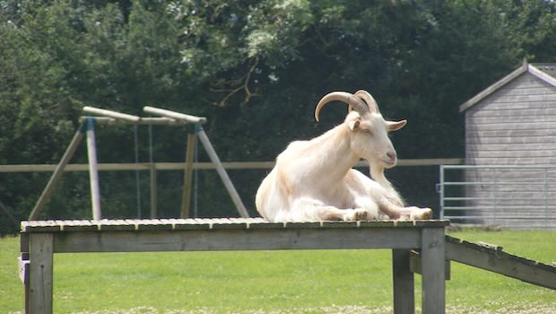 Ziegenbock auf Steg im Gehege